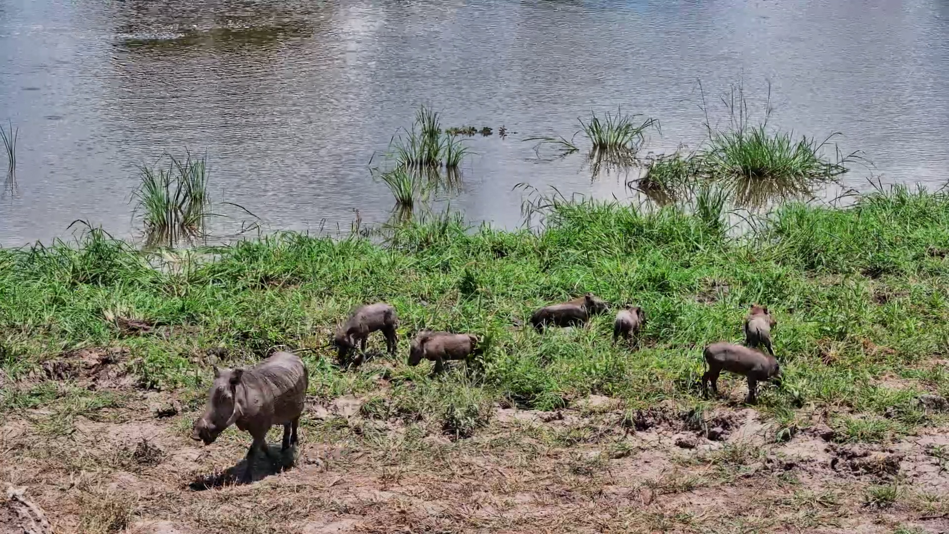 Adorable Warthog Piglets Feed and Chill