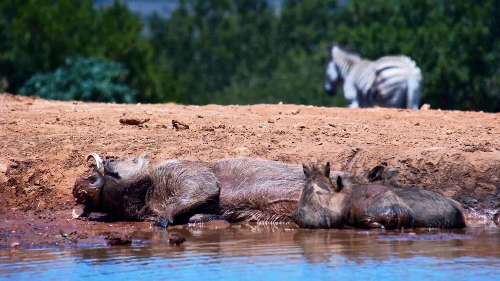 Piglets + Mud + Milk! Too Cute