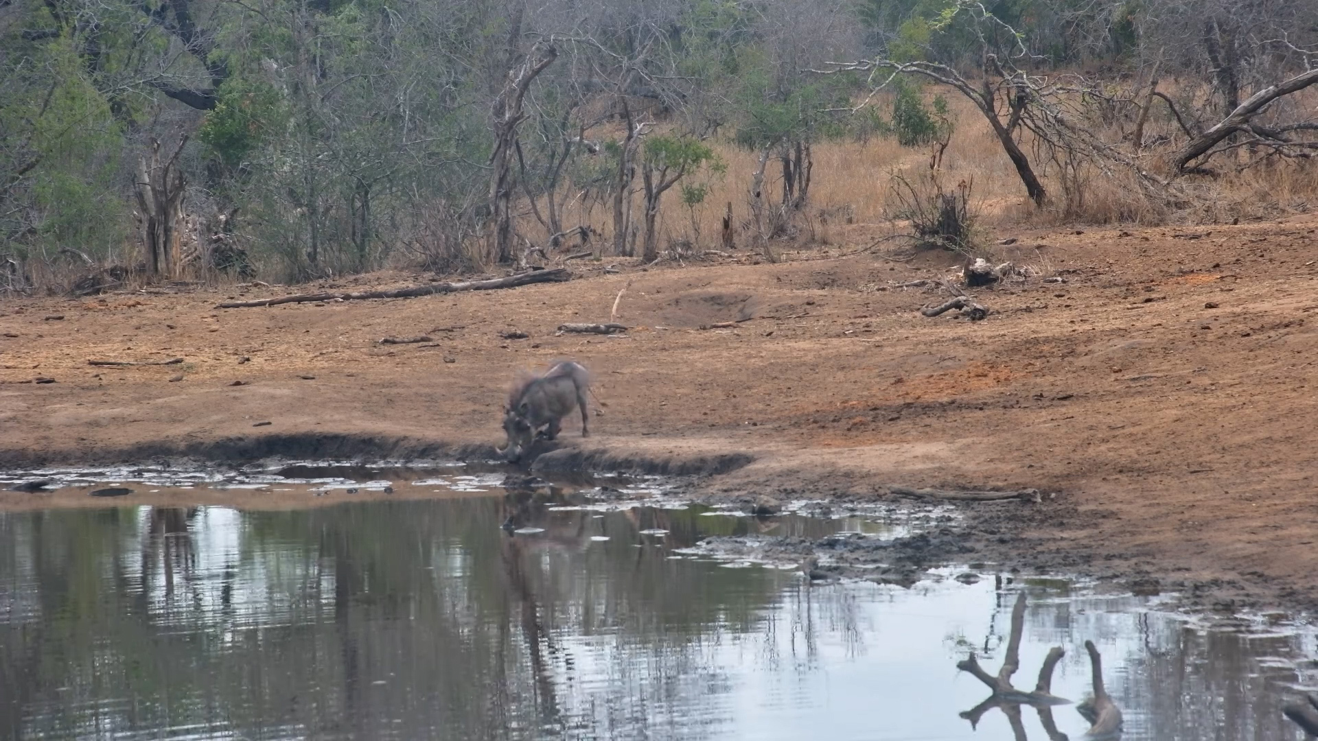 Warthog Stops by for a Drink at Serondella