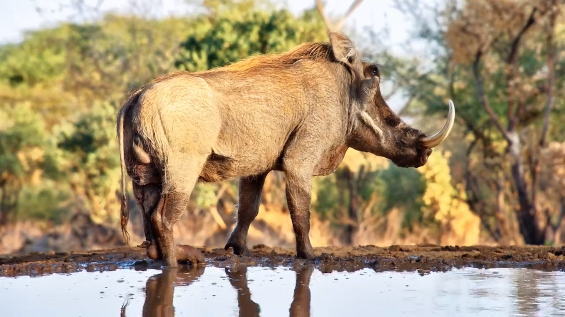 Resilient Warthog with Mangled Leg
