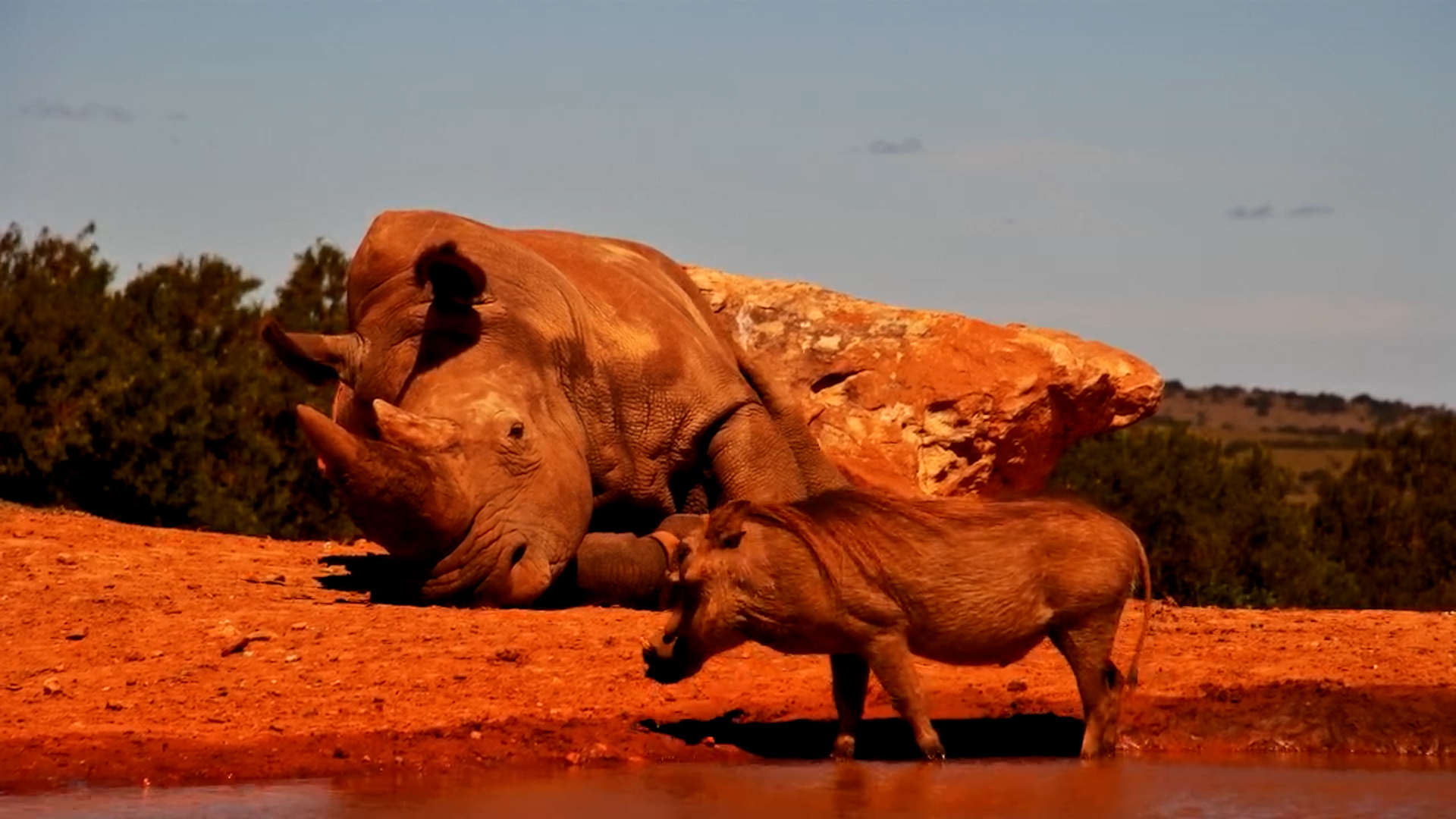 Rhino and Warthog Share the Waterhole at Founders Lodge