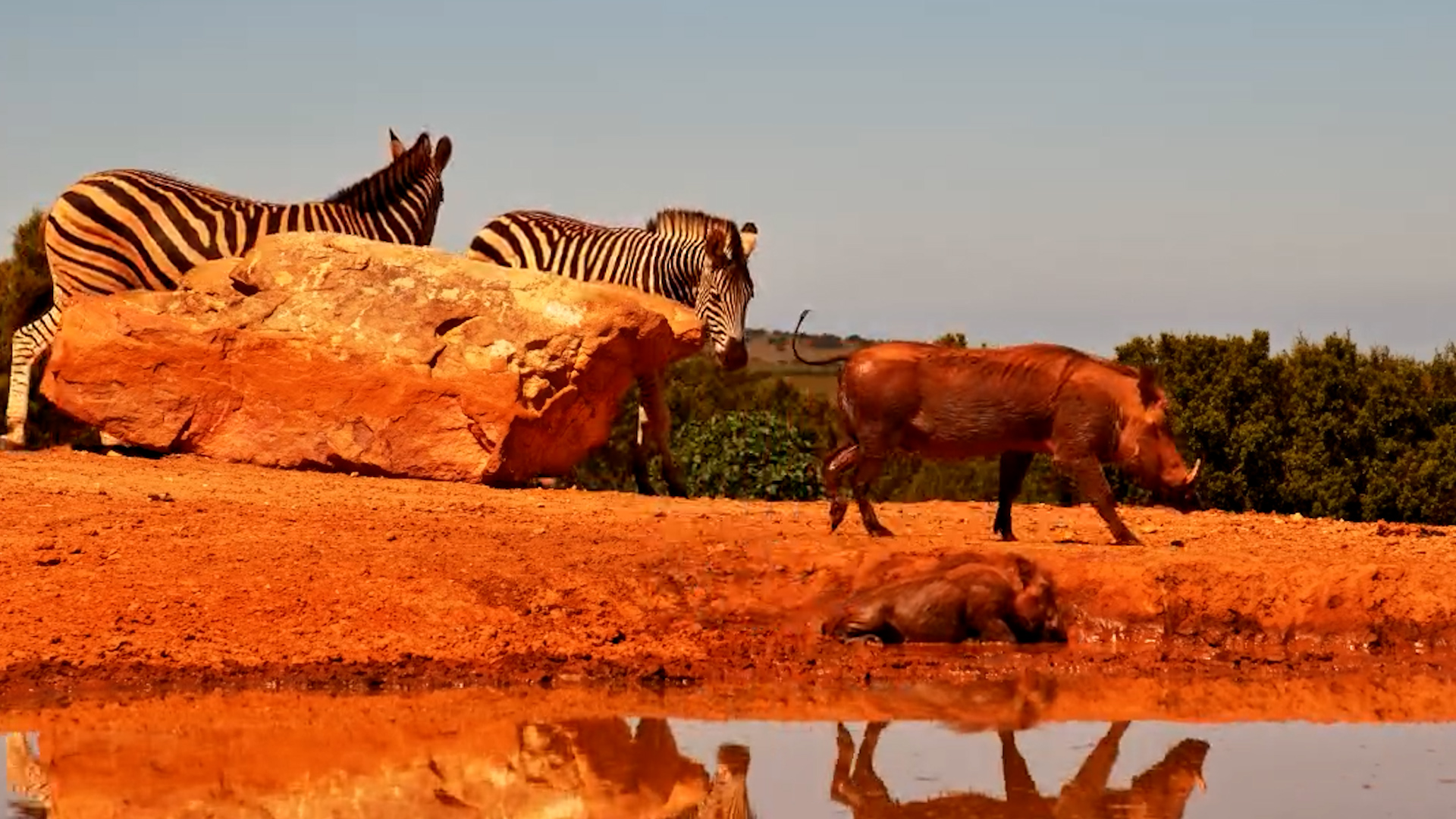 Warthogs & Zebras Enjoy the Day