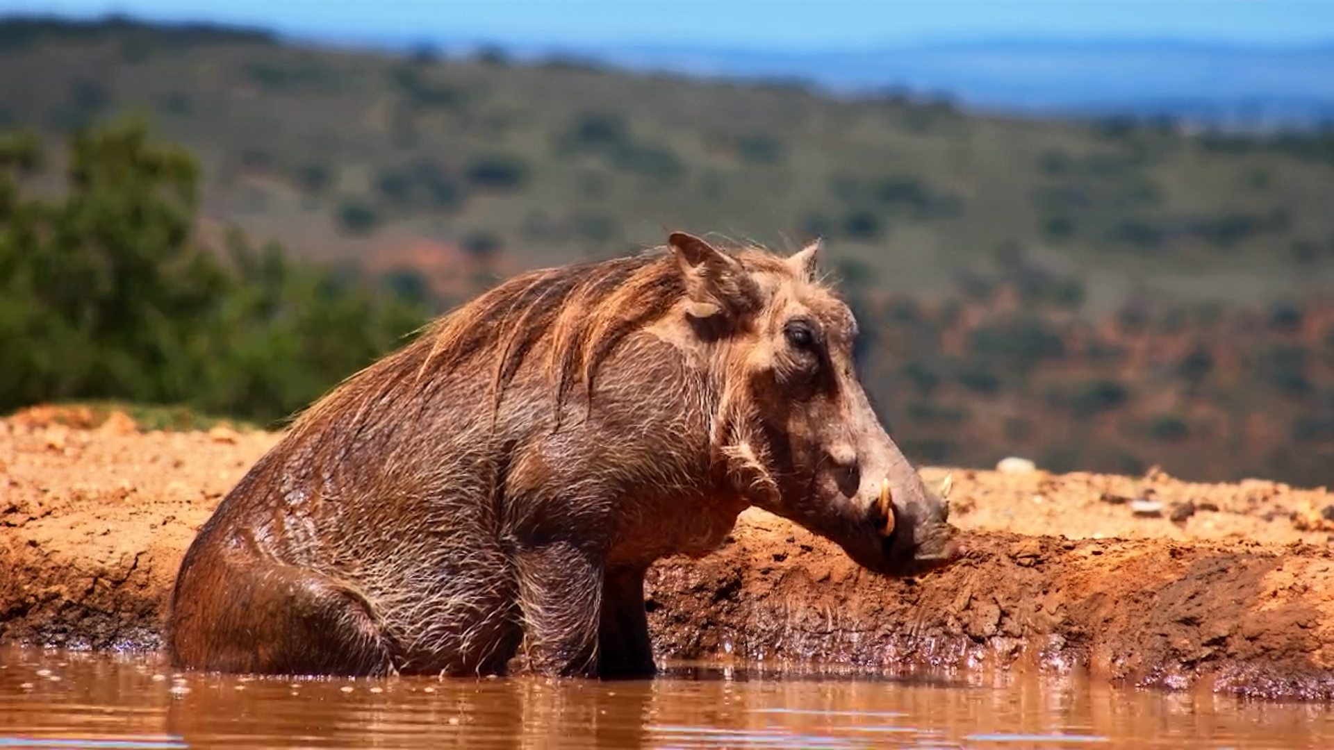 Spa Day: Warthog Edition