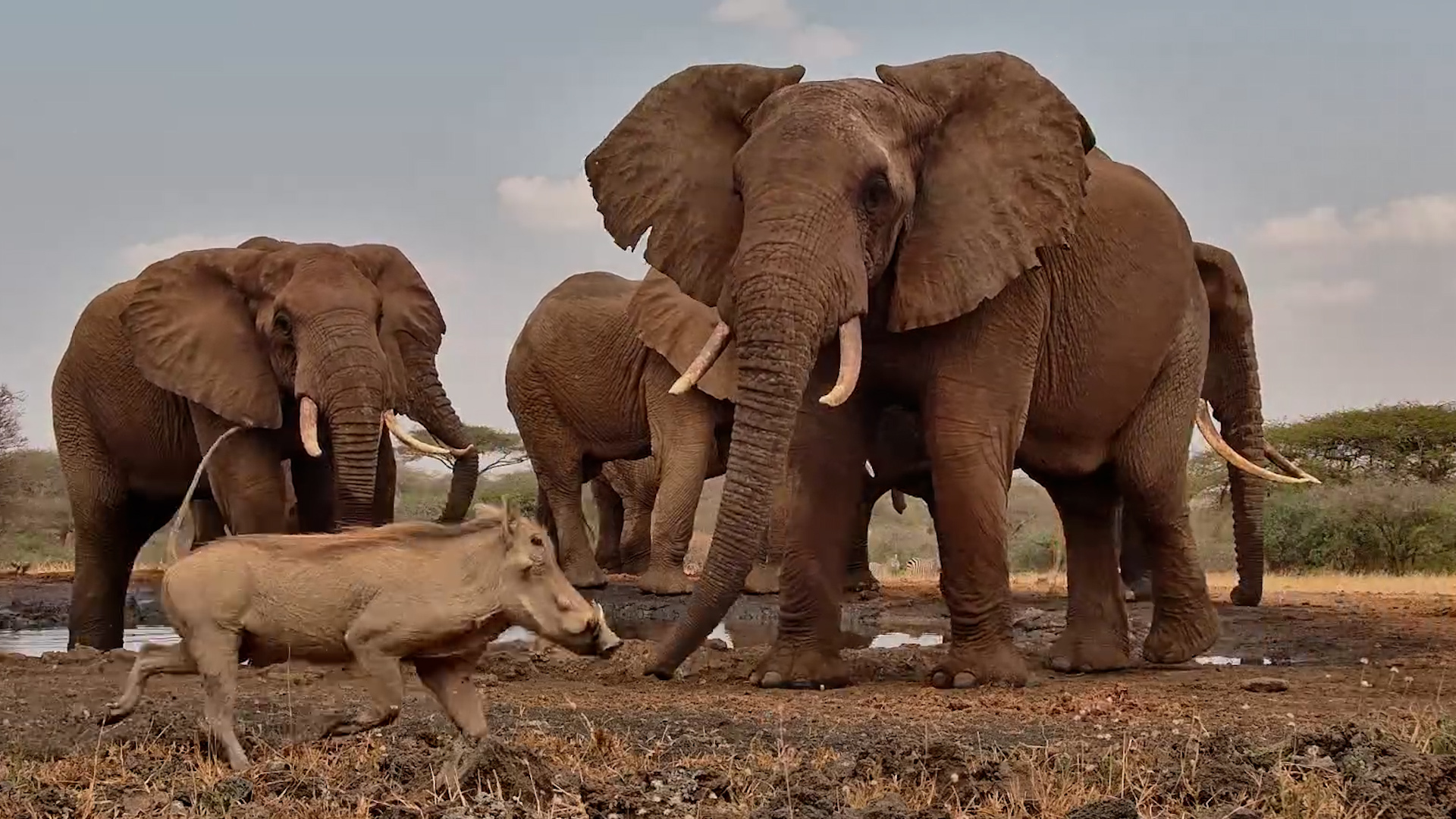 YOU Go First!” Warthogs Face a Waterhole Full of Elephants