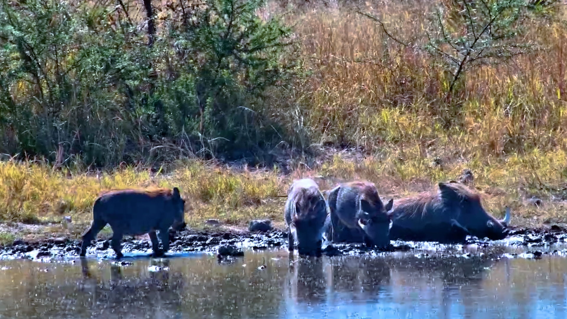 Family Time, Warthog Style