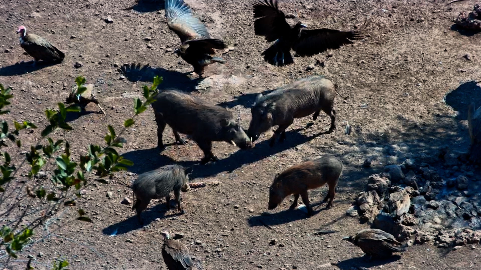 Warthogs Crashed the Vultures' Buffet