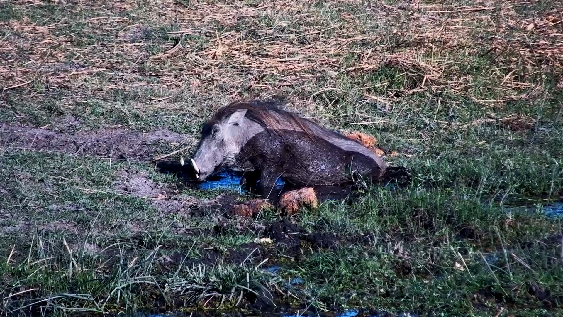 Warthogs Cooling Off in the Water