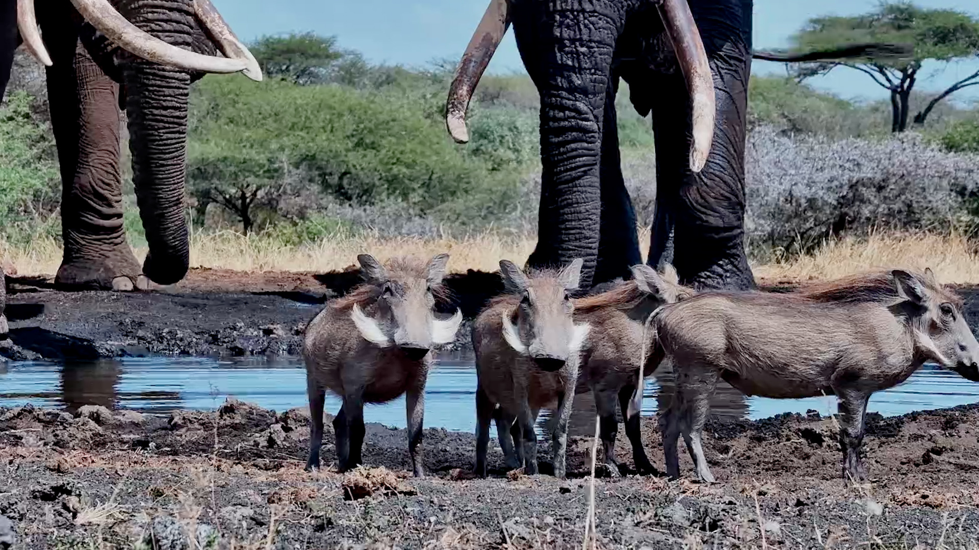 These Tiny Warthogs Didn't Fear the Giants