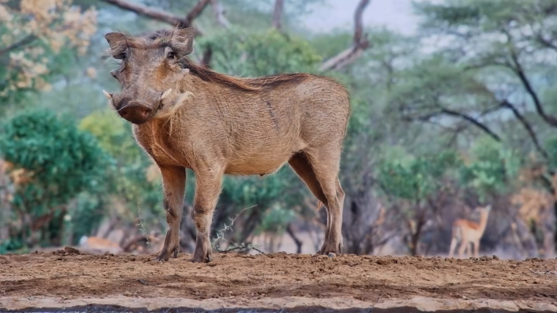 Warthog Pair Drinks at Lentorre Waterhole
