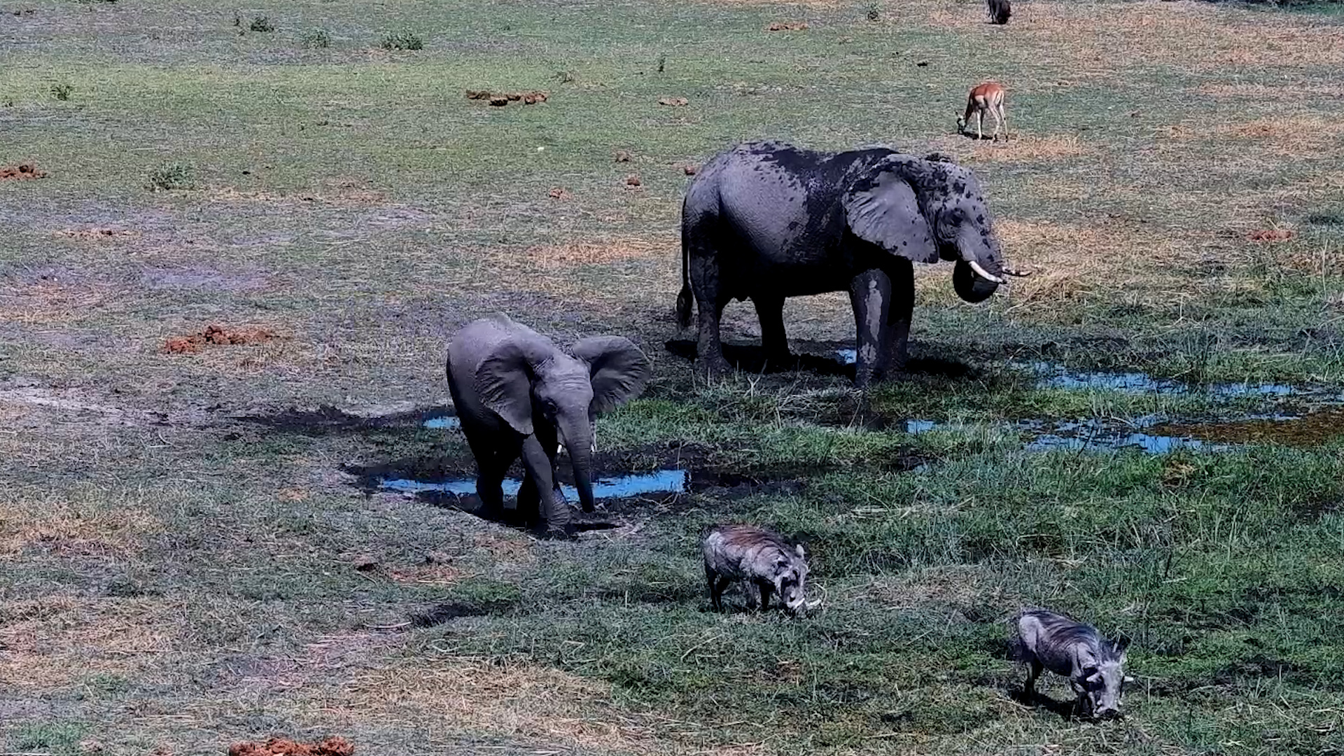 Oxbow Gathering - From Giants to Warthogs, Everyone’s Feeding