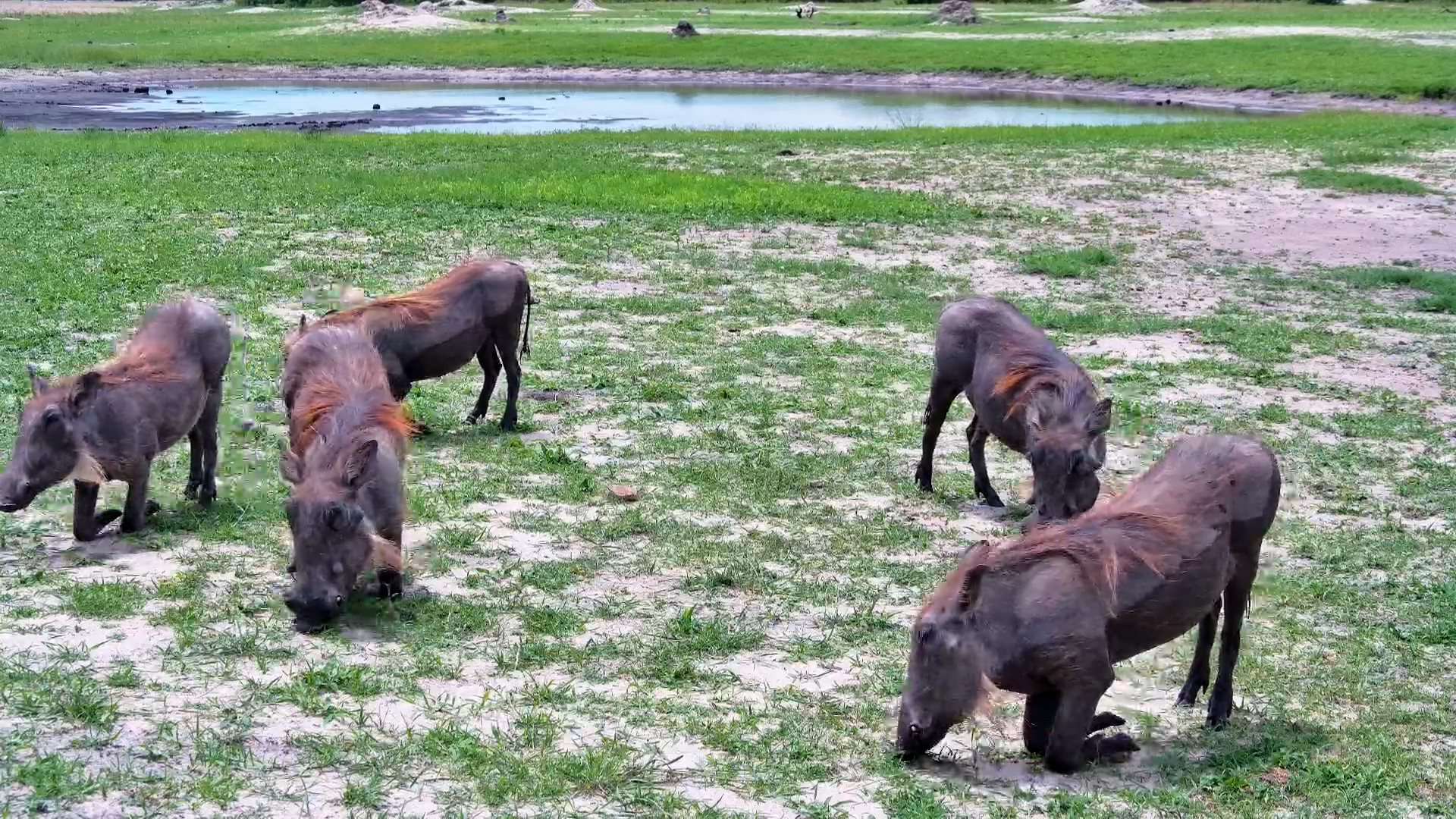 Warthogs Feasting Around The Hide Waterhole