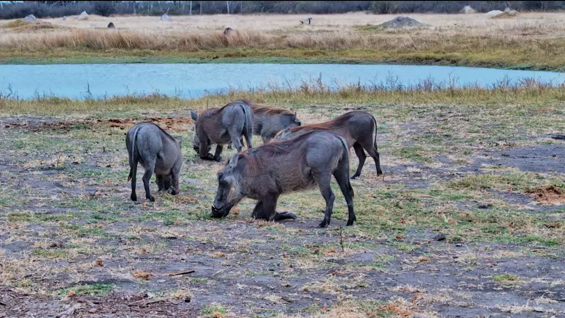 Nobody Eats Like a Warthog