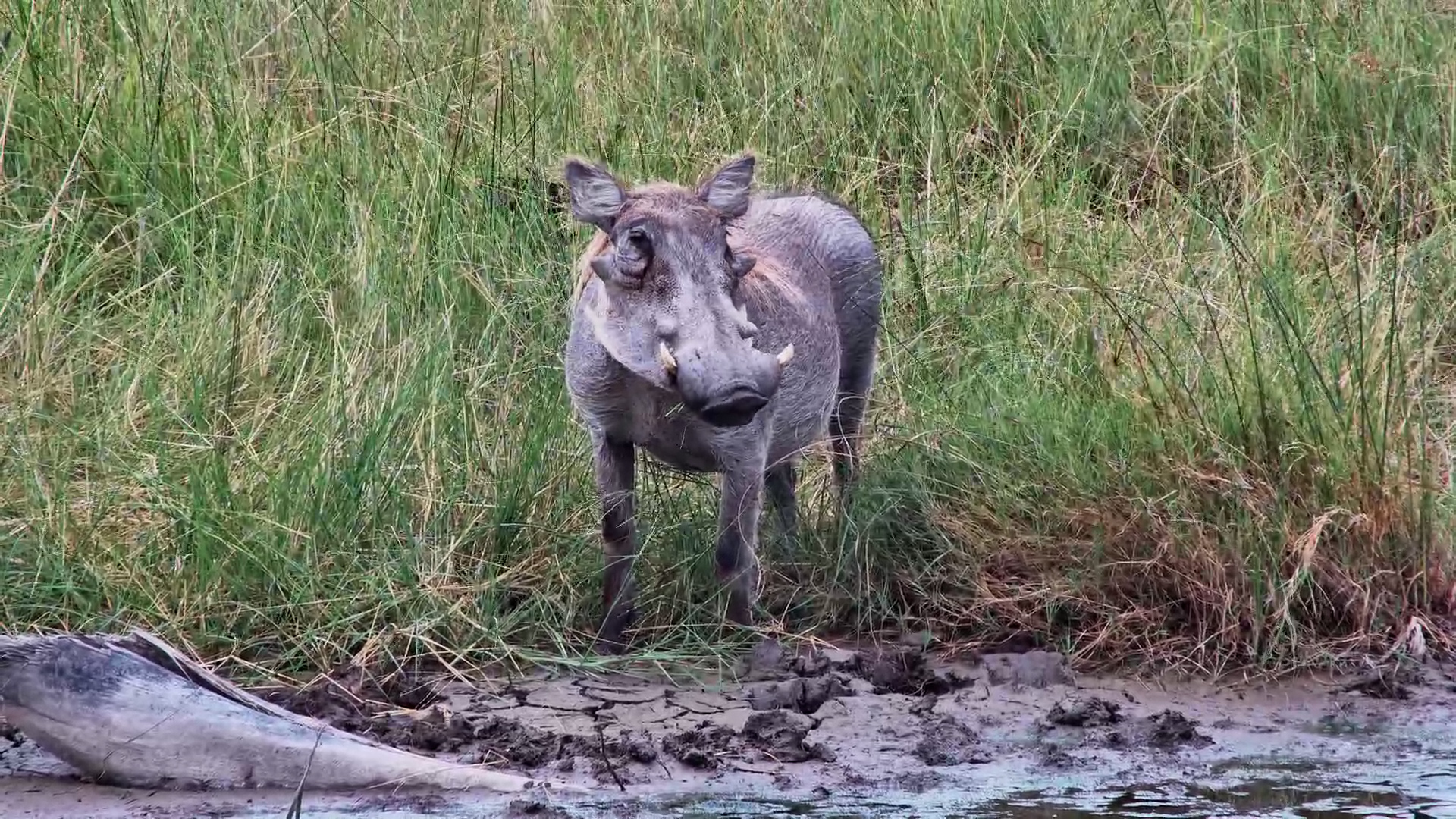 Warthogs Feeding at Kalahari Waterhole