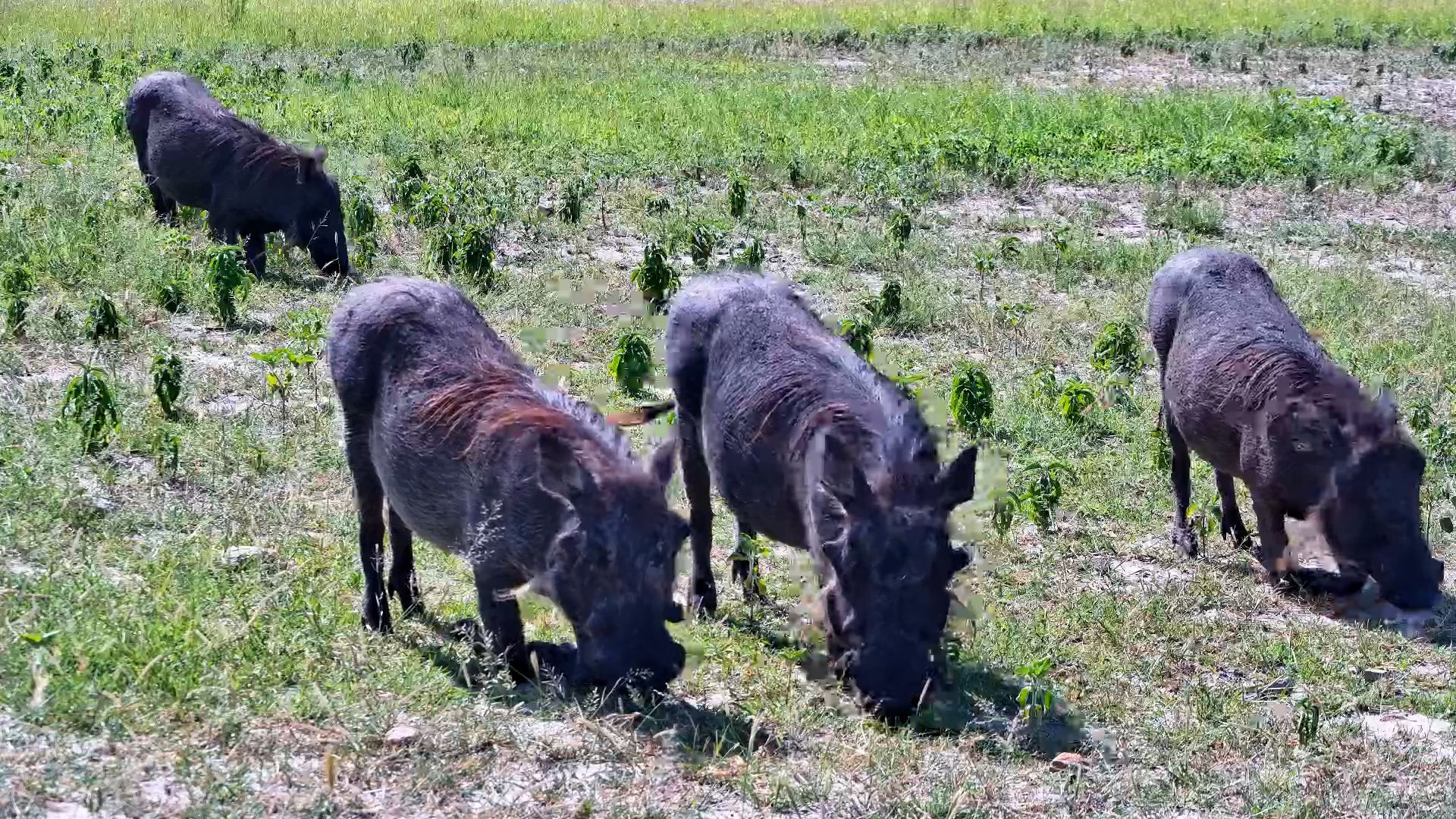 Warthog Family Grazing Together