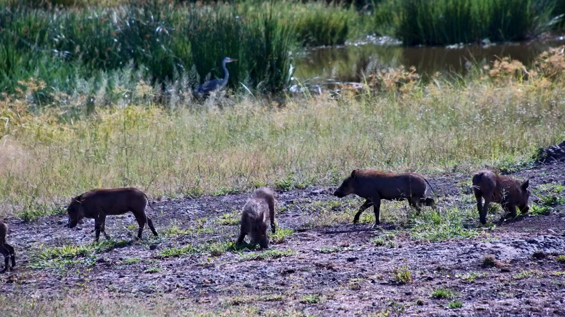 The Cutest Grazing Crew in the Bush