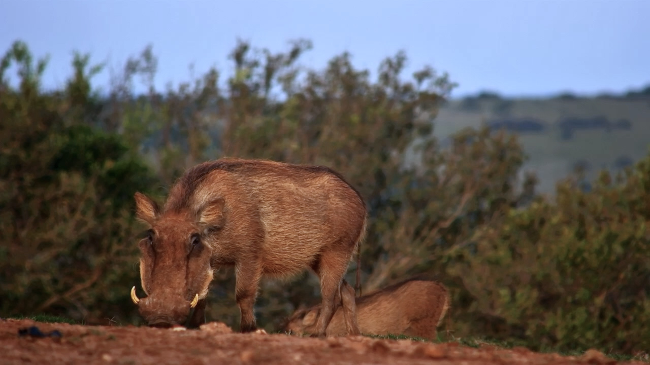 A Peaceful Day at the Waterhole