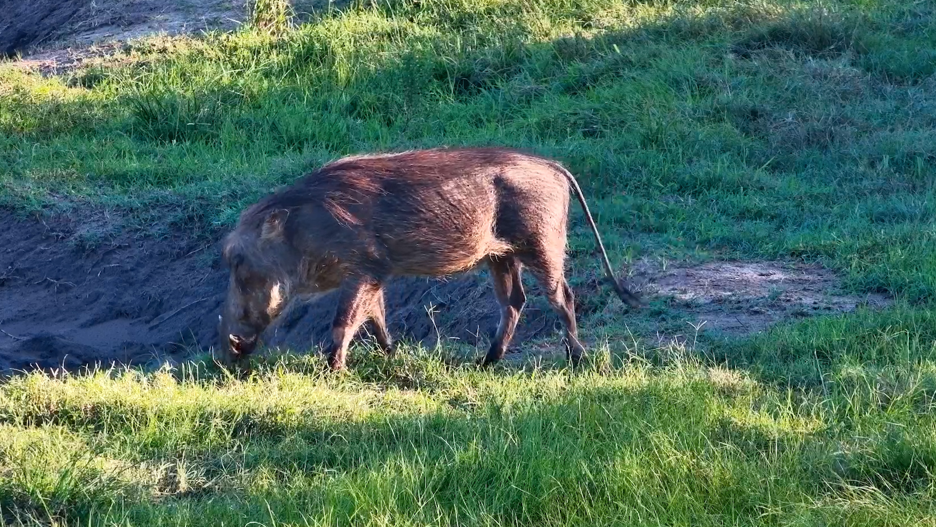 Warthog Lunch Break