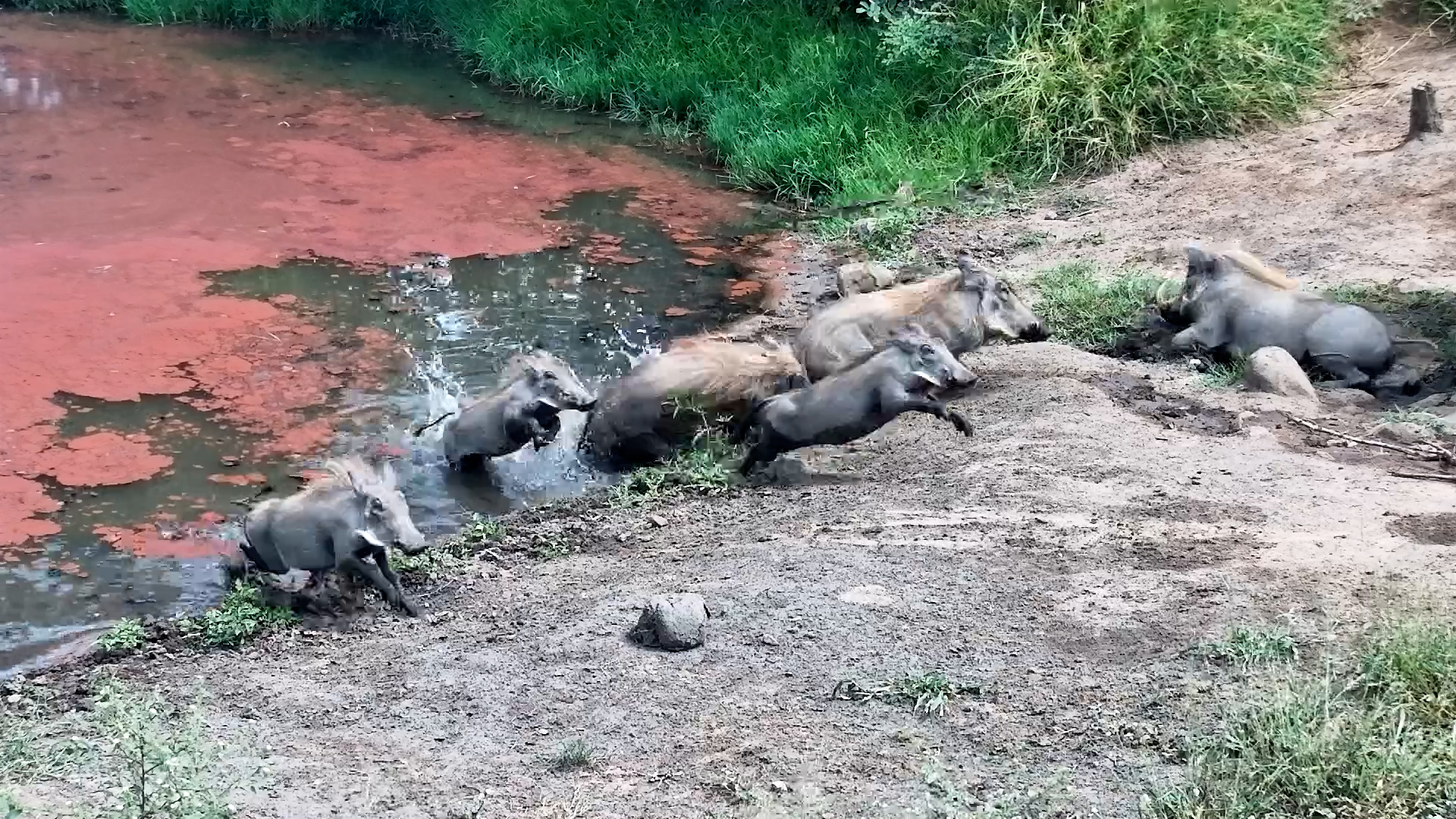 A Tiny Reptile Causes Full Warthog Chaos