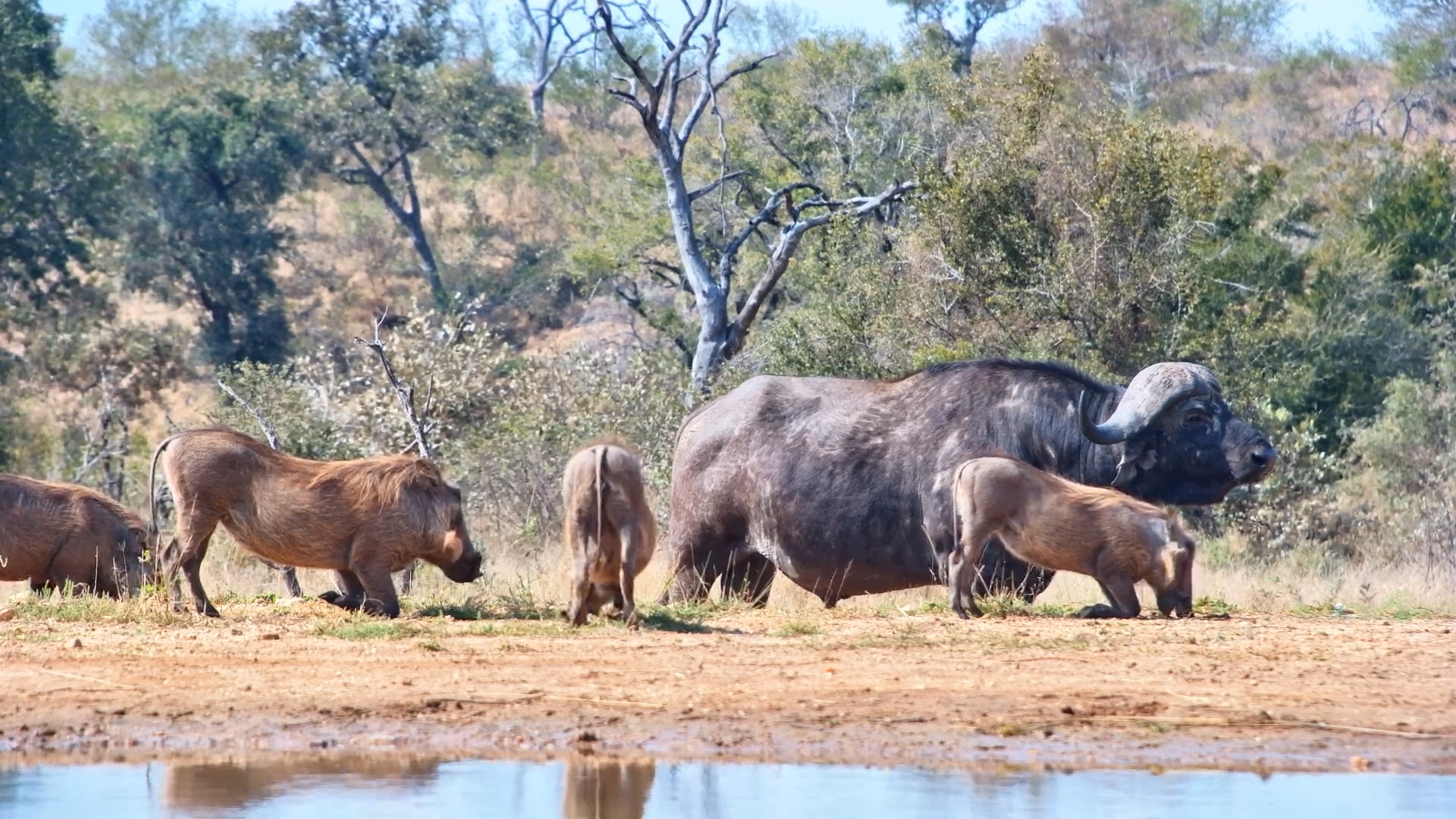 Warthogs and Buffalo Together!
