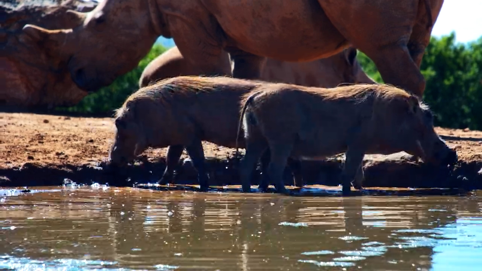 Warthogs Beat the Heat with a Mud Bath at Founders Lodge