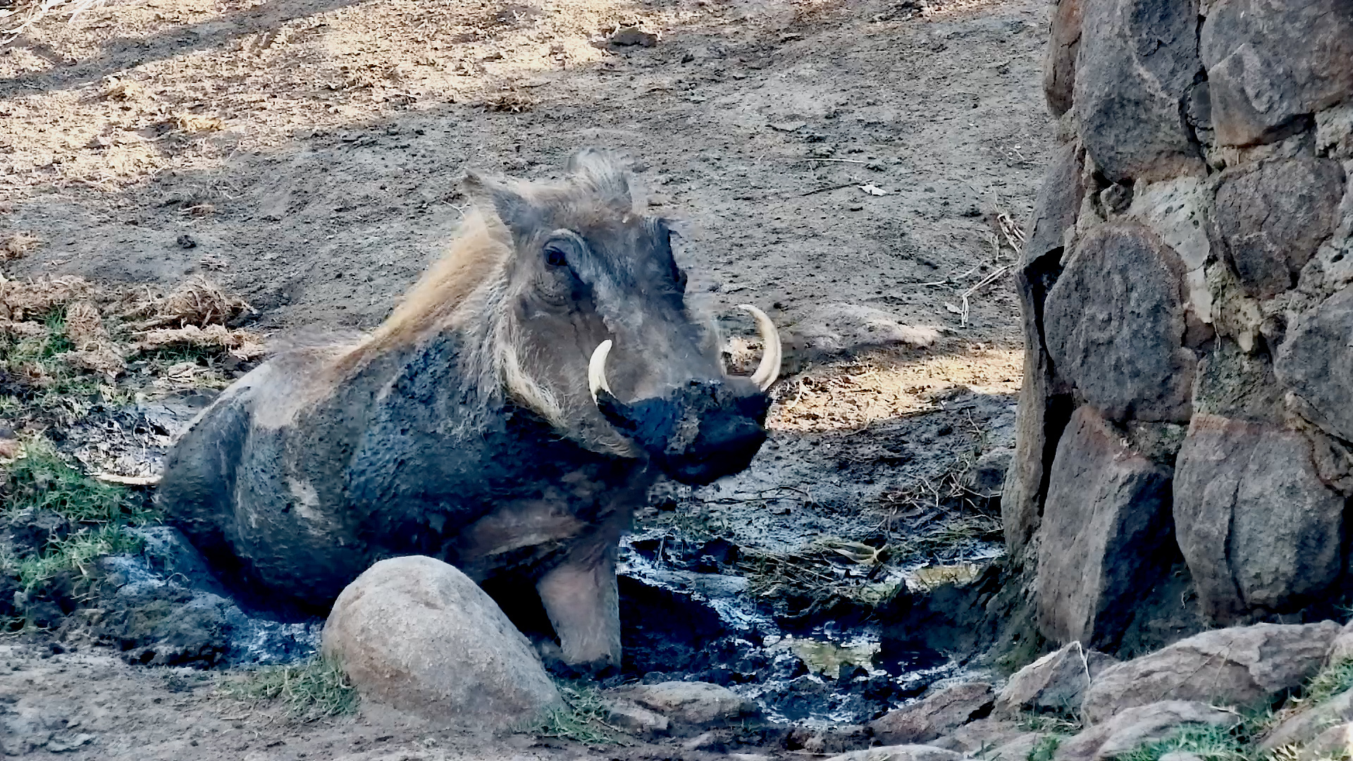 Warthog Family Rolls Around in the Mud