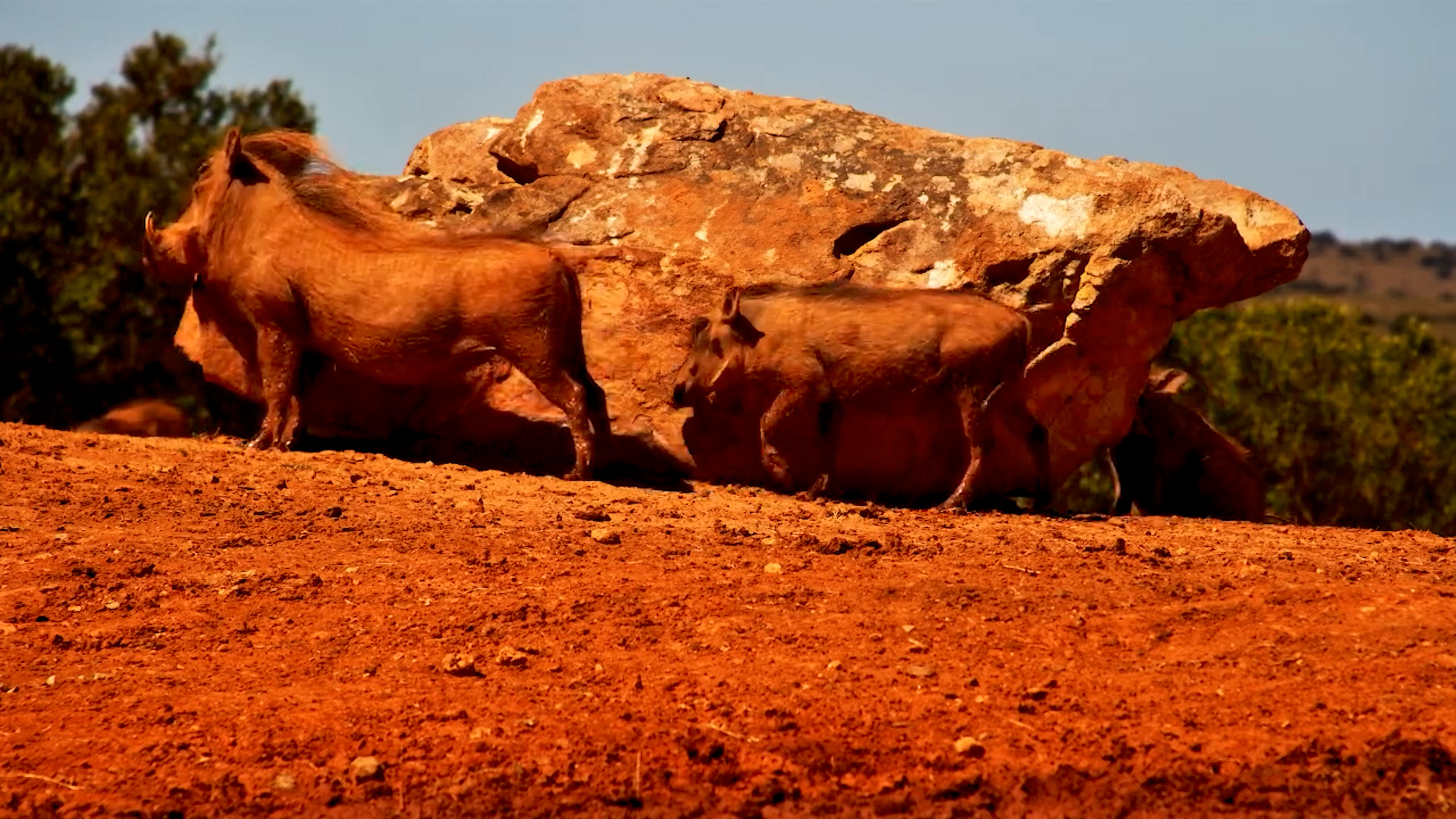 Warthog Family Relax by Founders Waterhole