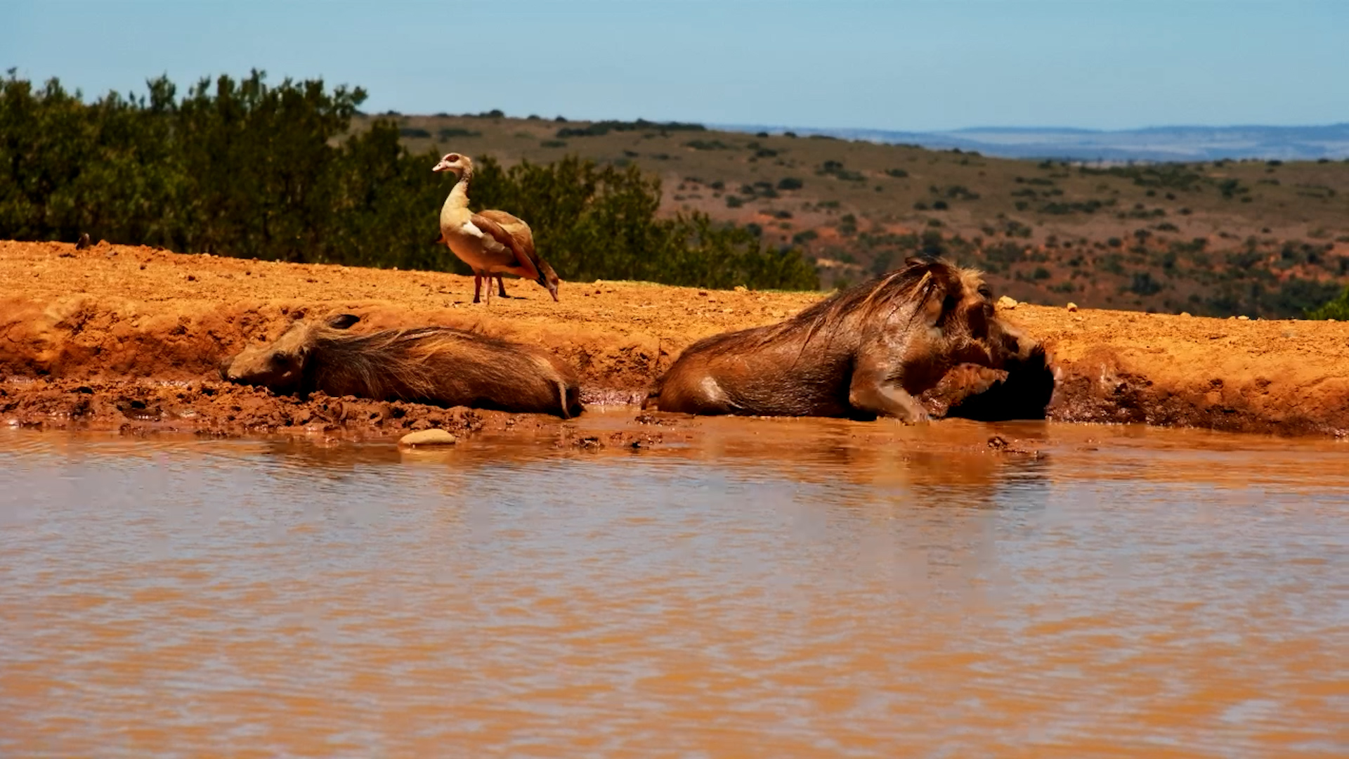 Warthogs Roll and Play in Mud at Founders Lodge