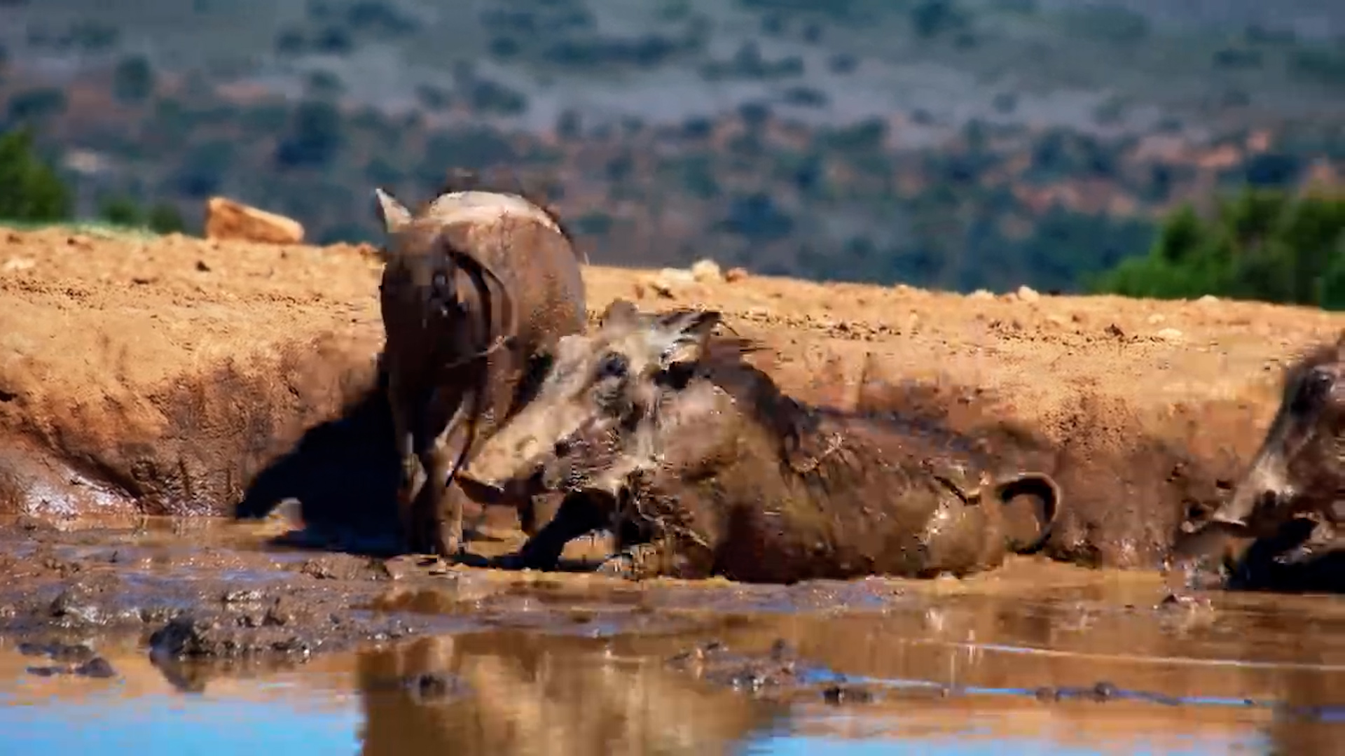 Warthogs Enjoy a Splash Before Rhino Takes Over