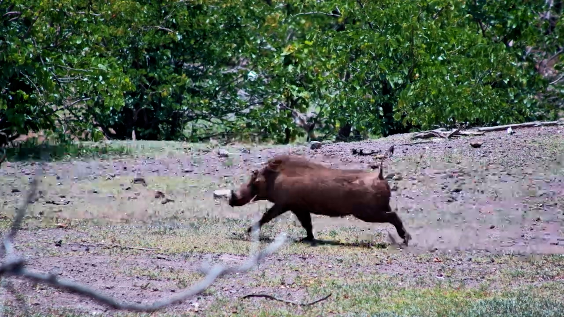 Warthog Shenanigans at Vic Falls Safari Lodge