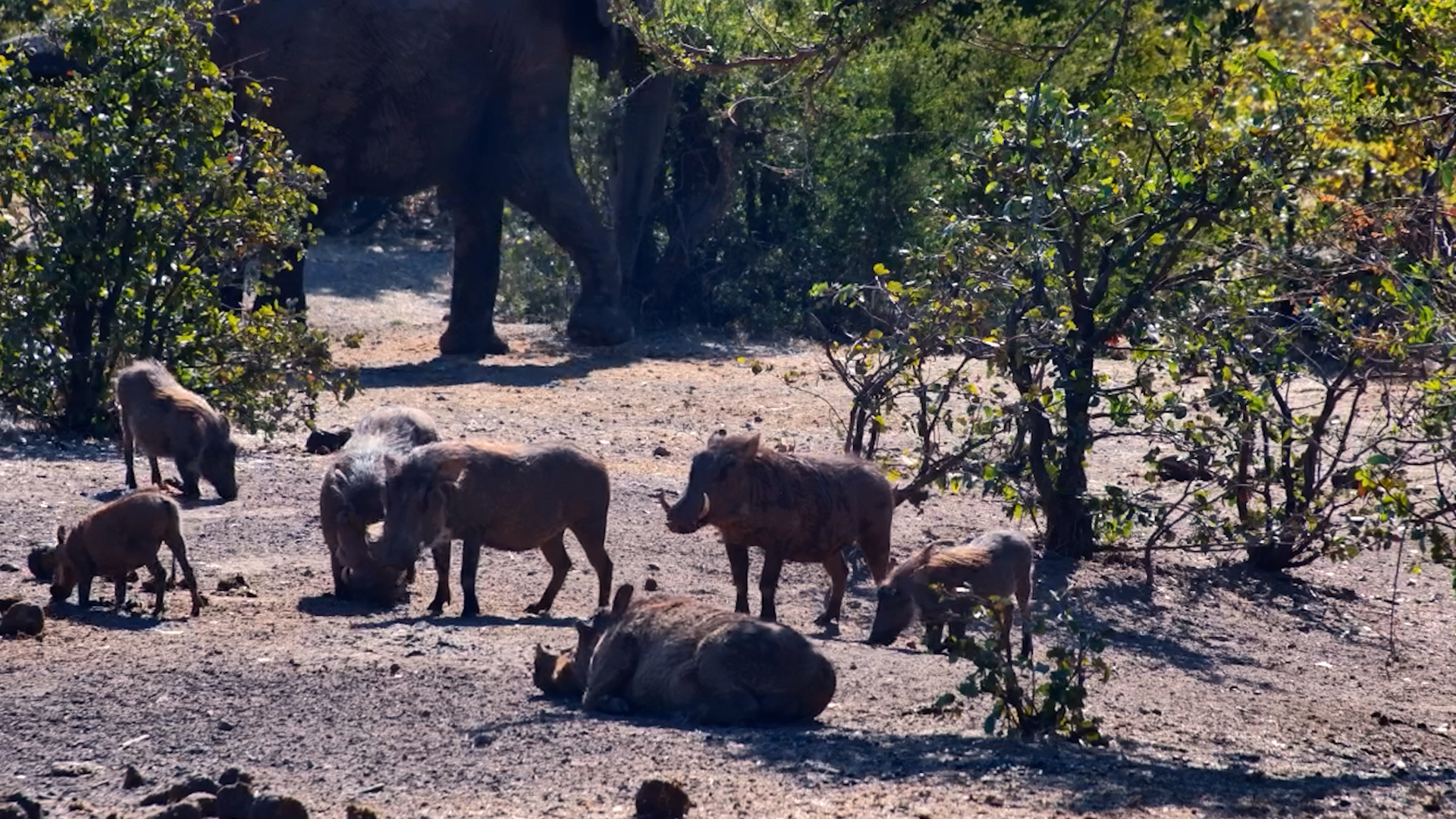 The Warthogs Were Comfortable... Until the Elephant Arrived
