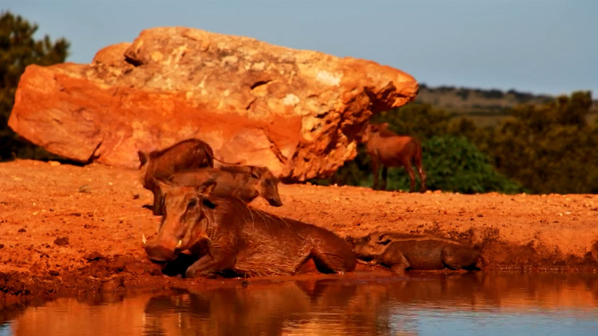 Warthog Family Plays in the Dirt