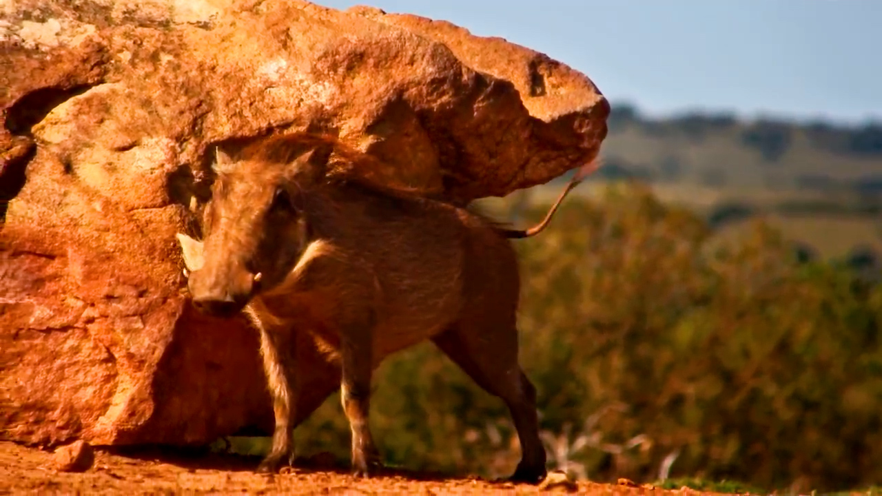 A Spa Day for Warthogs