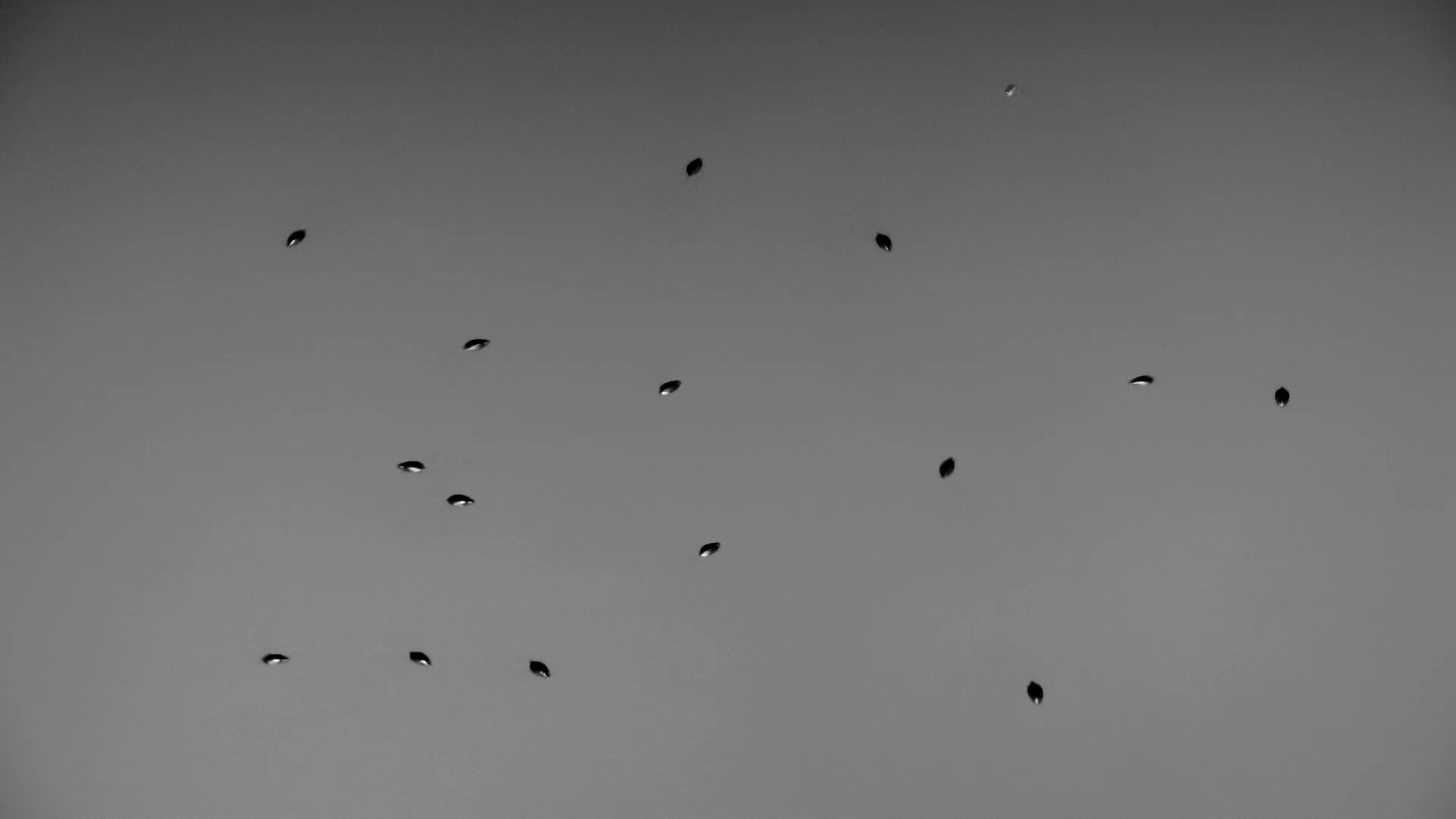 What Are These Strange Creatures Racing Through the Water at Night?