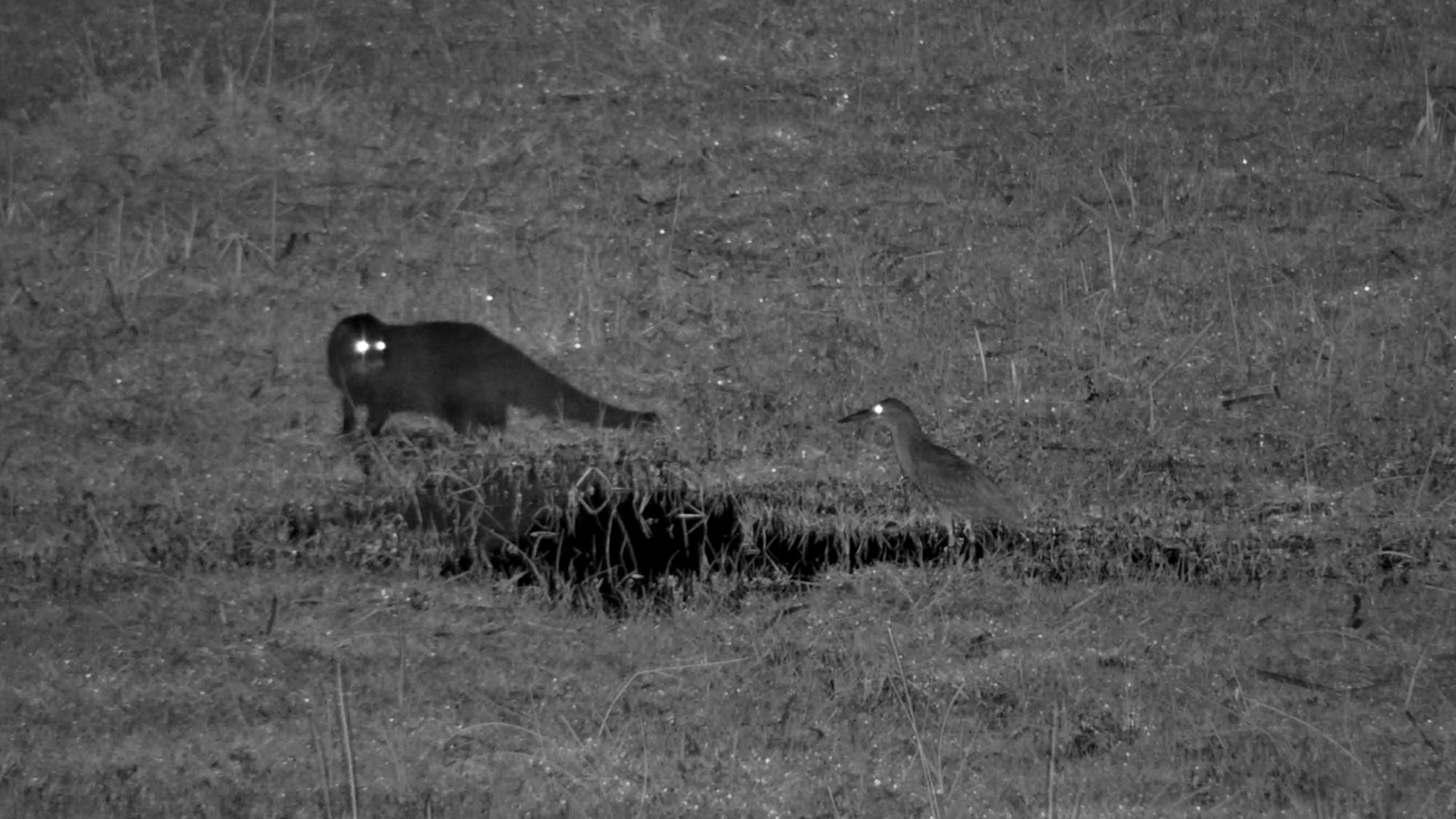 Water Mongoose Forages at The Basin