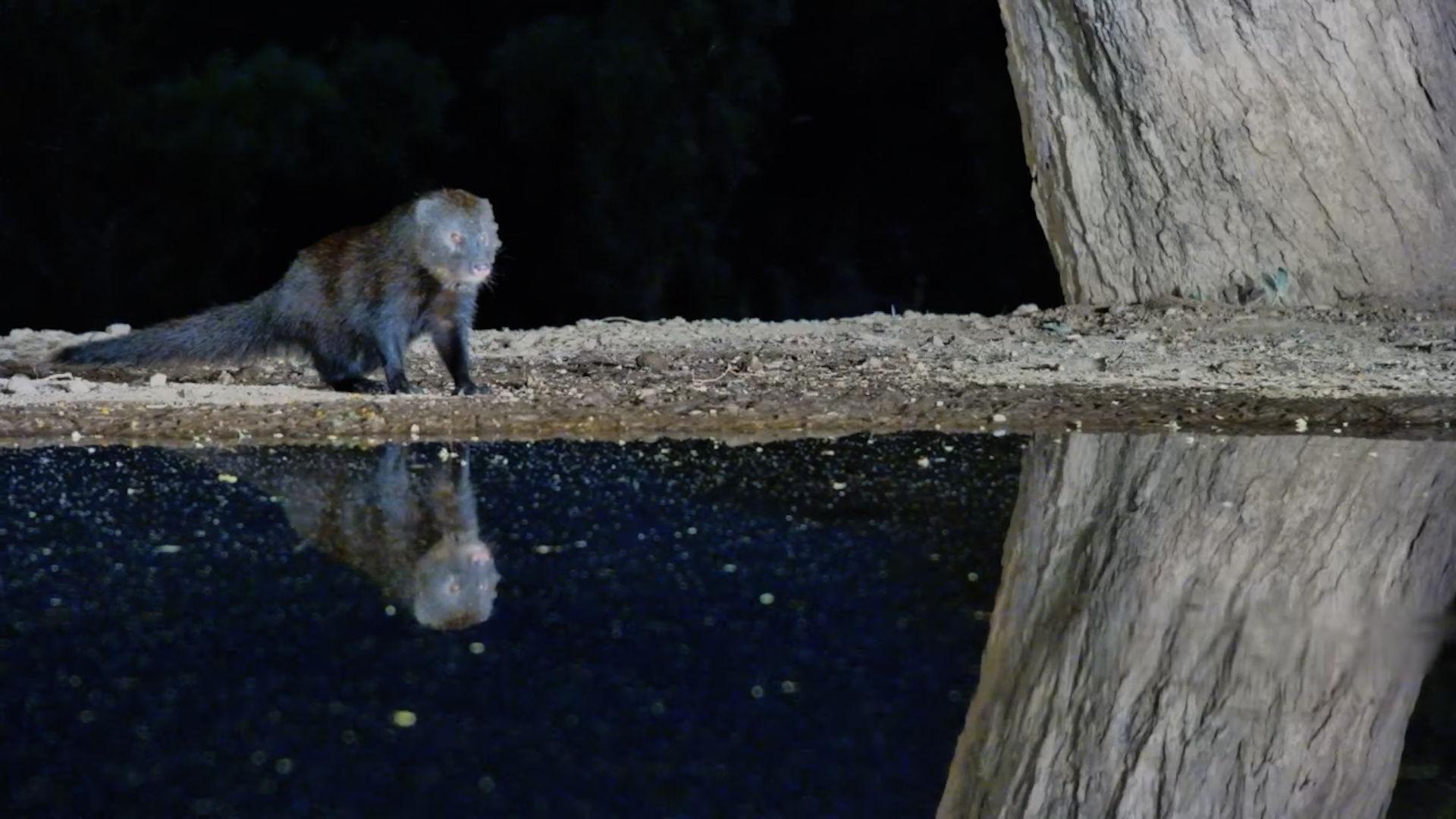 Midnight Mongoose! Dark Coat, Beautiful, Nervous