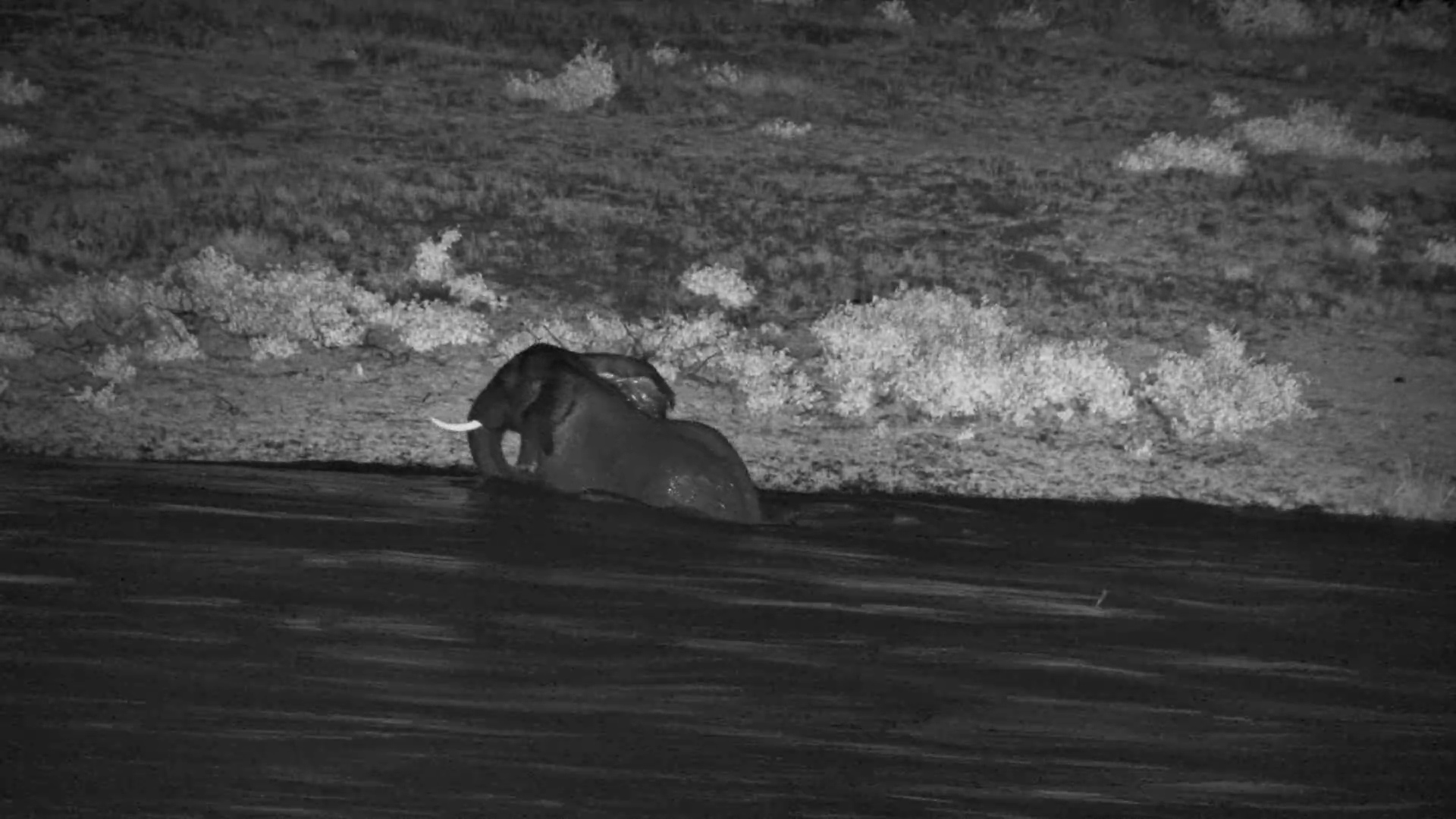 Elephant Battling Strong River Currents