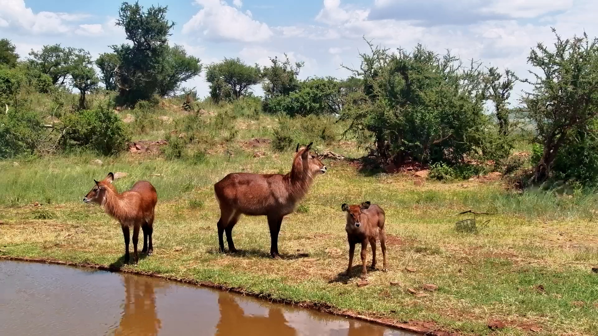 Small Waterbuck Family at the Waterhole