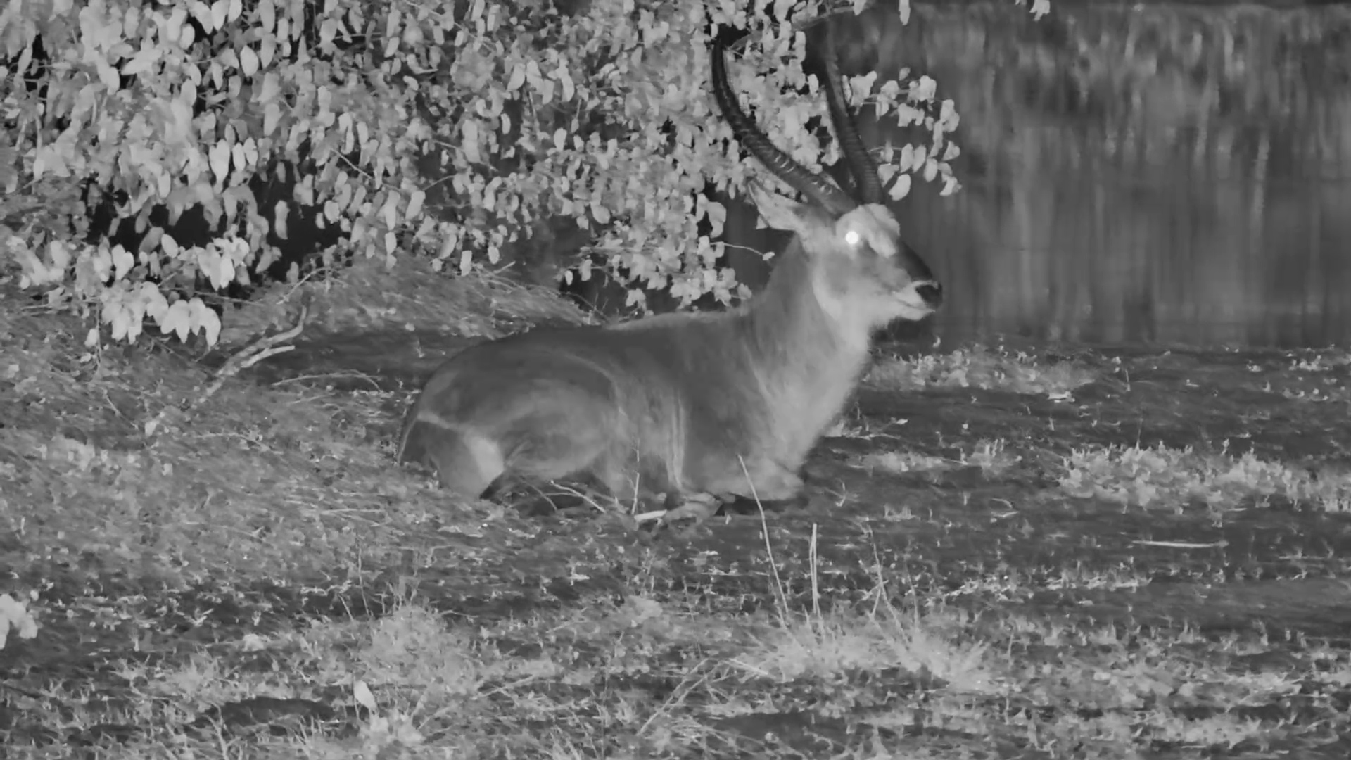 Male Waterbuck Rests Peacefully to the Sound of Frogs at Twin Pan