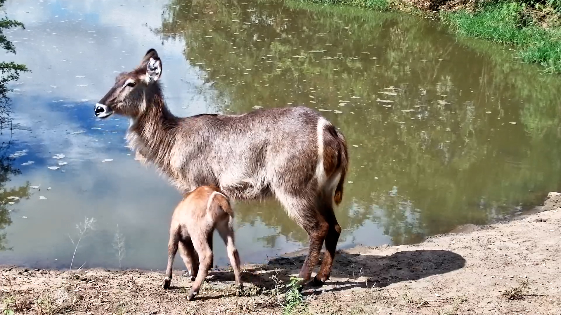 A Mother Waterbuck and Her Calf at Naledi Dam