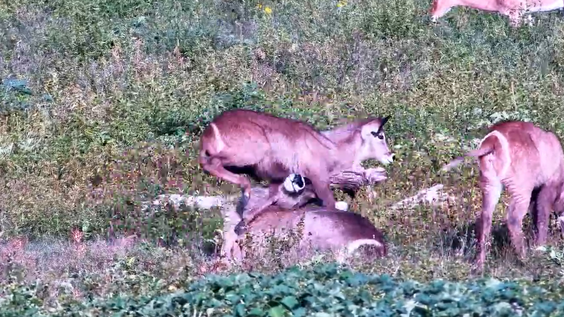 Personal Space? Never Heard of It