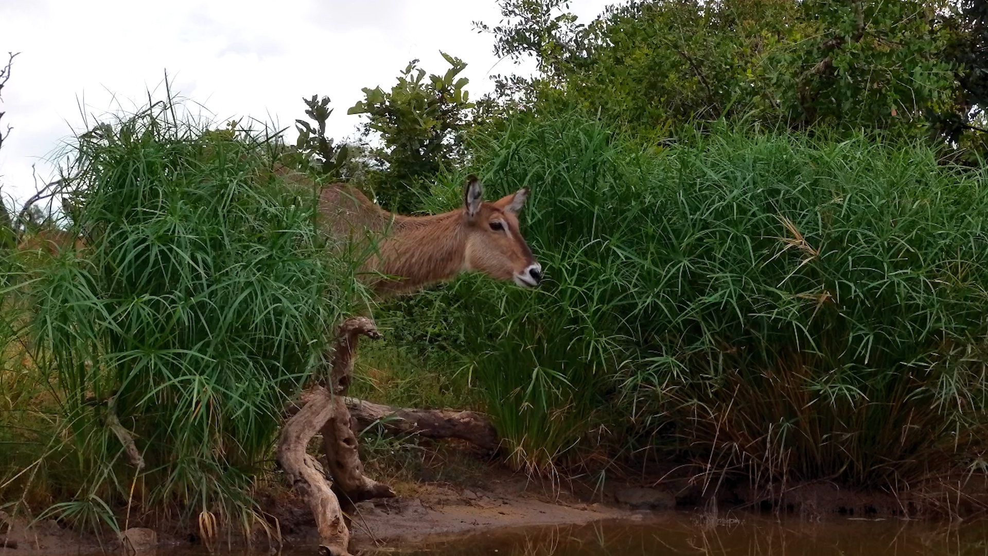 A Cautious Waterbuck Checks Out the Waterhole