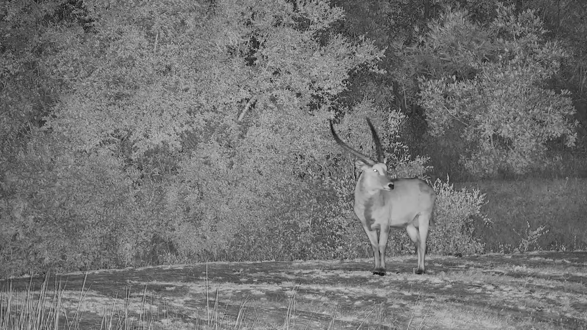 A Waterbuck Bull Steps Into the Night