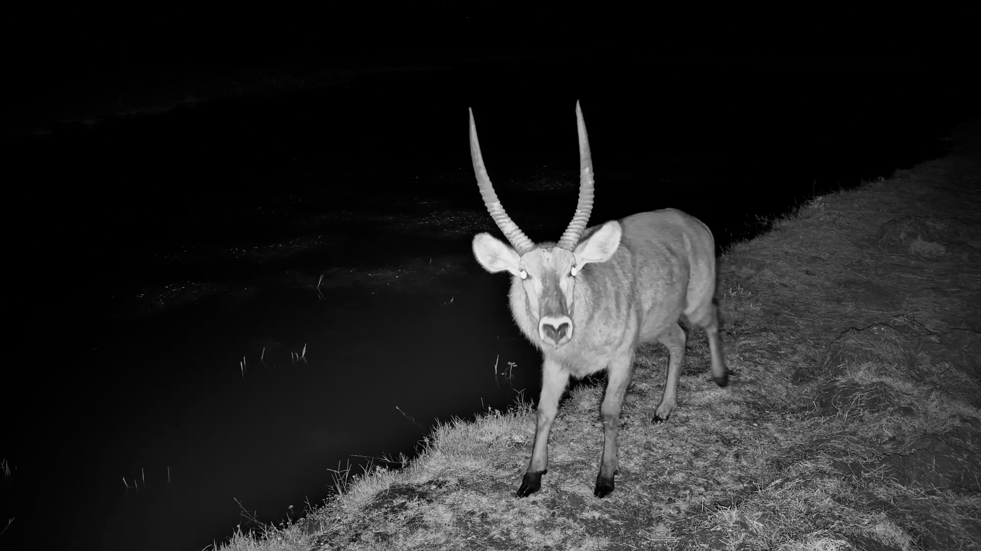 Waterbuck Ram Walks Past the Camera