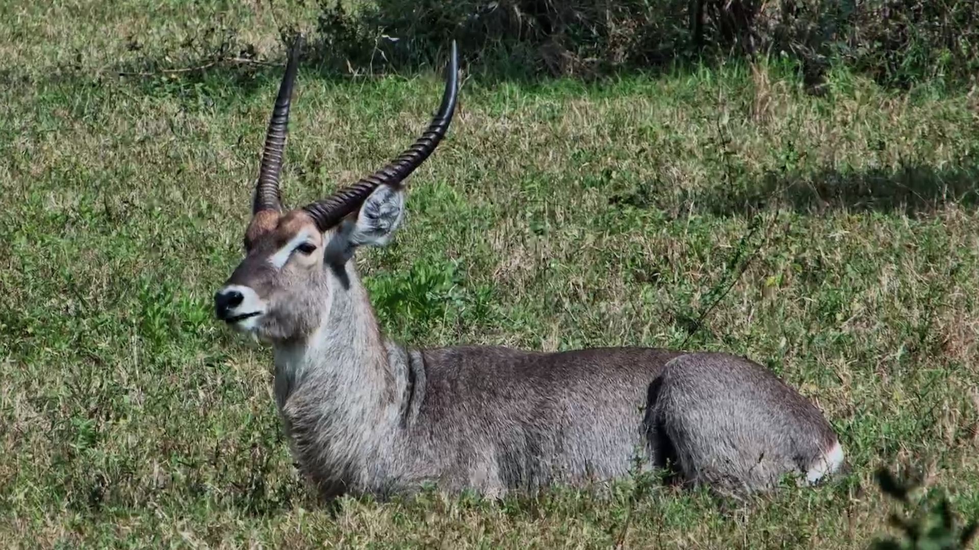 Waterbuck Bull at Rest
