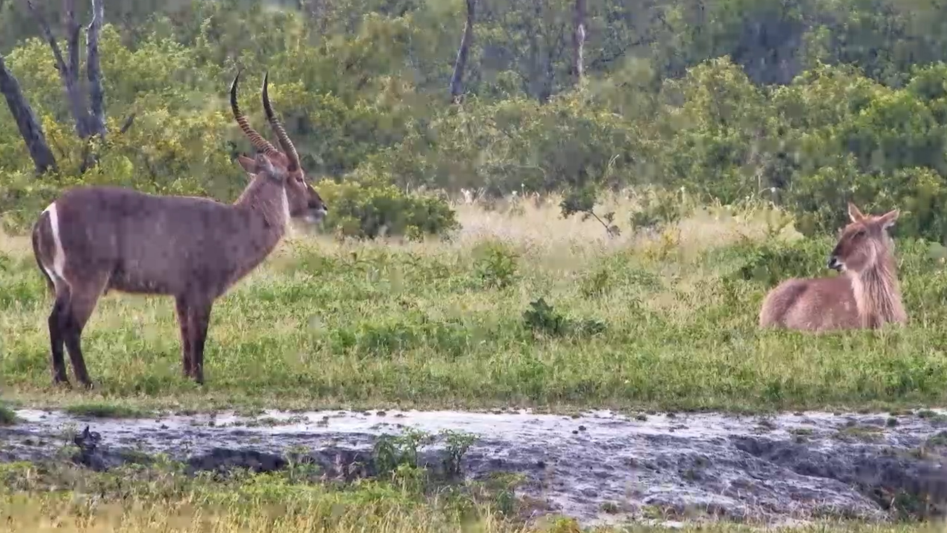 Rainy Moments: Waterbucks at The Hide