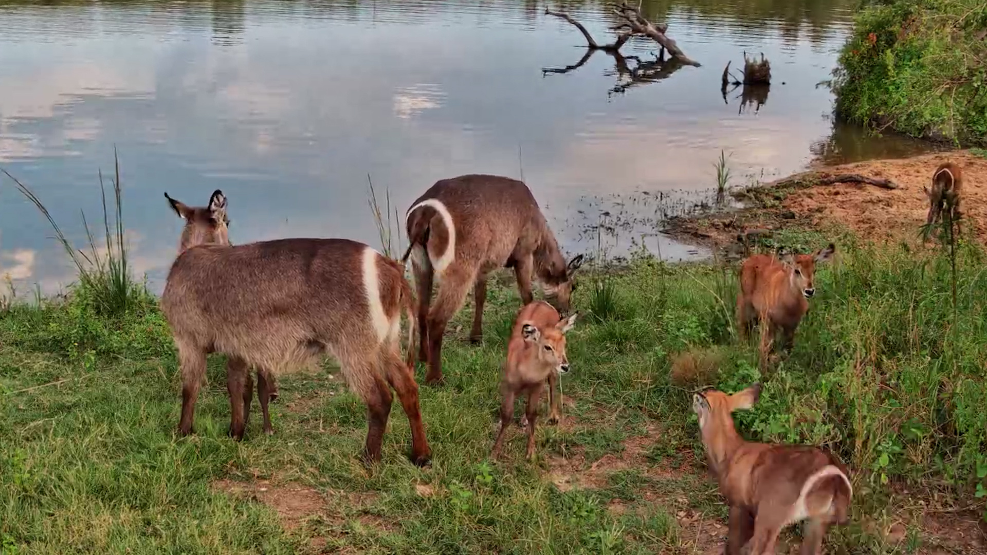 Adorable Chaos! Waterbuck Calves Play at the Waterhole