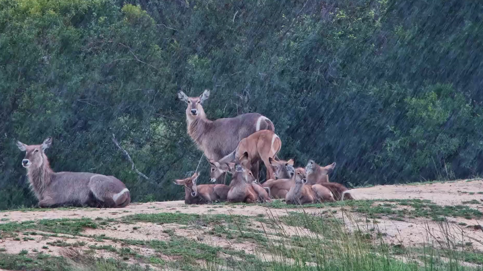 Little Waterbucks Just Sitting in the Rain