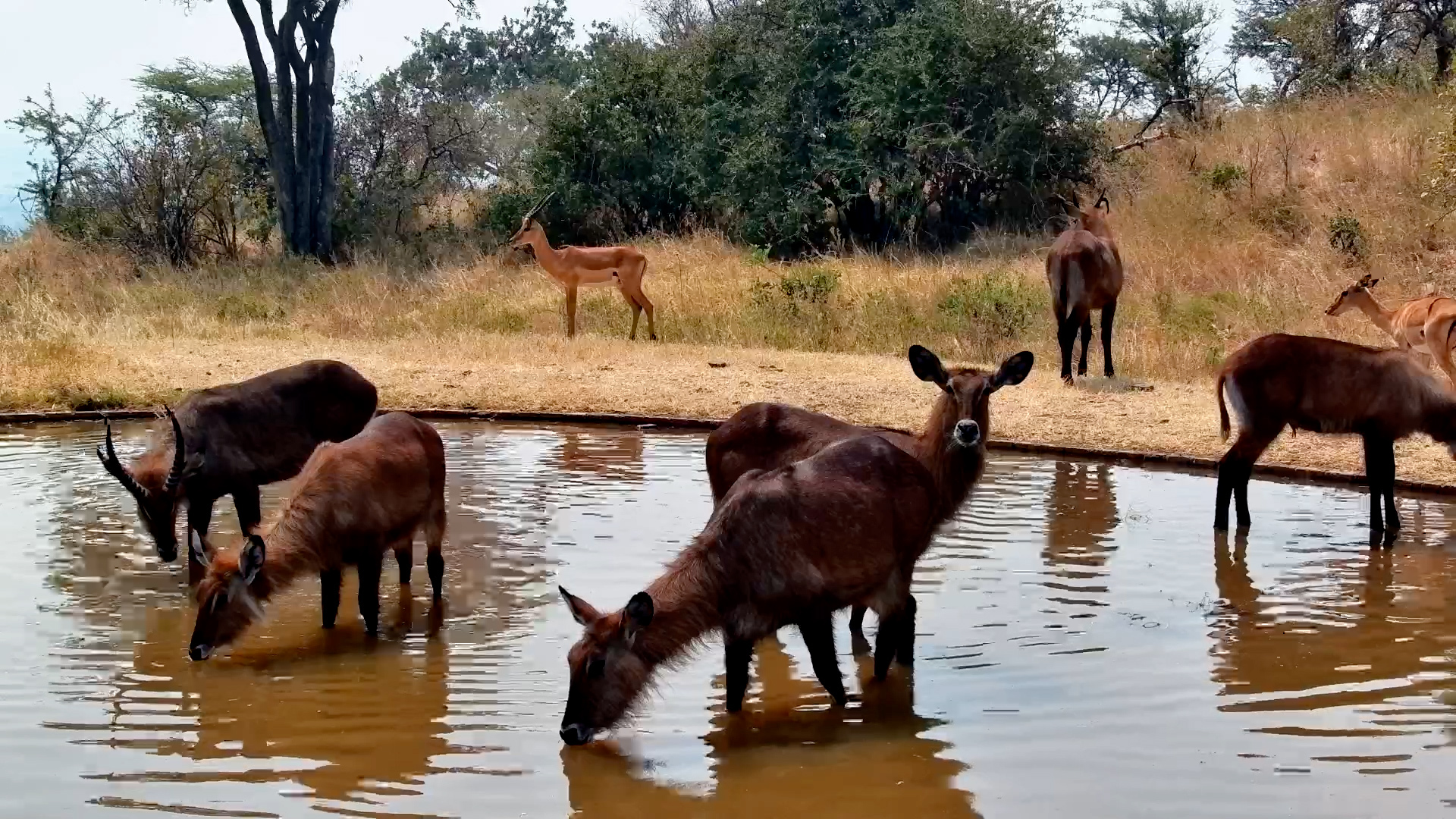 Baboons Chase Waterbuck From the Waterhole