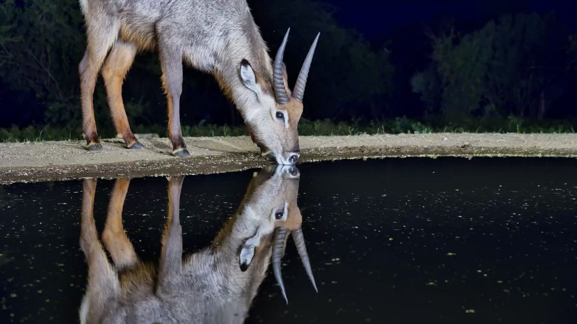 Young Waterbuck Comes In for a Drink