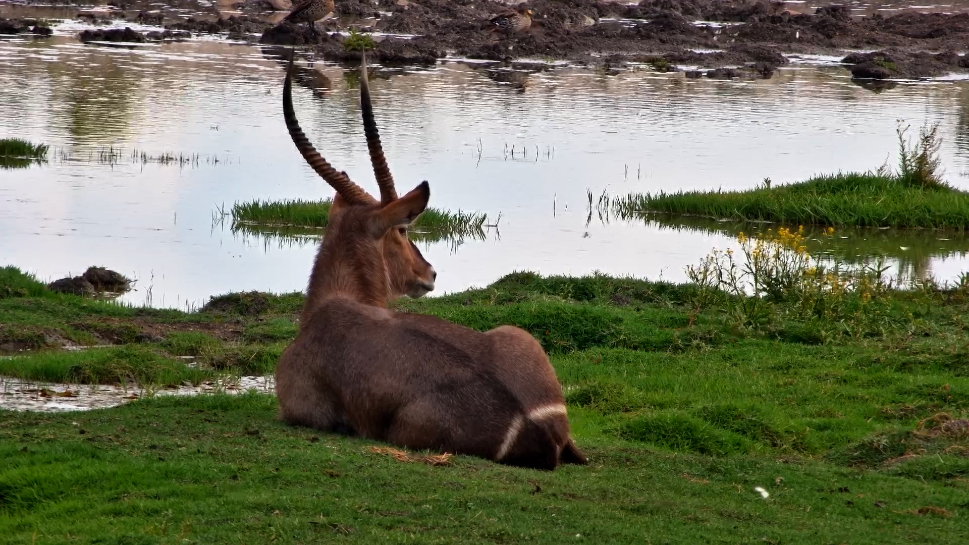 Waterbuck in a Perfect Pastoral Scene at Tau Waterhole
